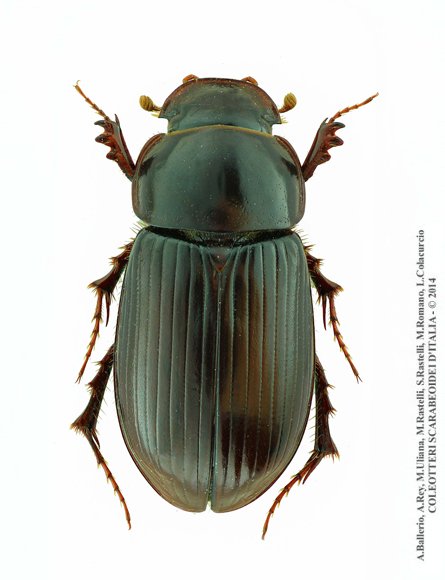 Acrossus laticollis, femmina